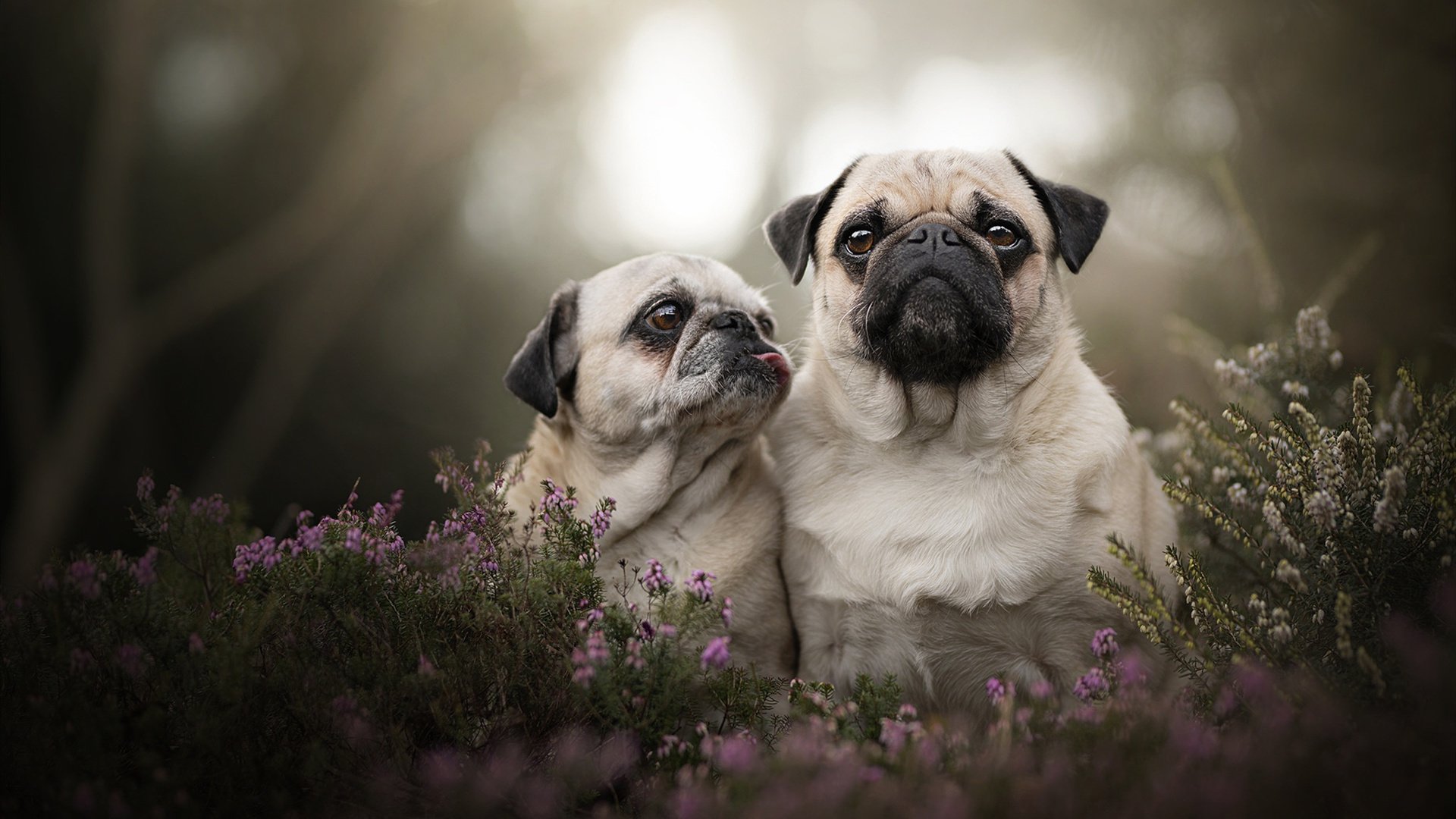 北欧极光破晓时,鲁德在美网与都灵的鏖战中,如何定义网坛的另一种伟大?