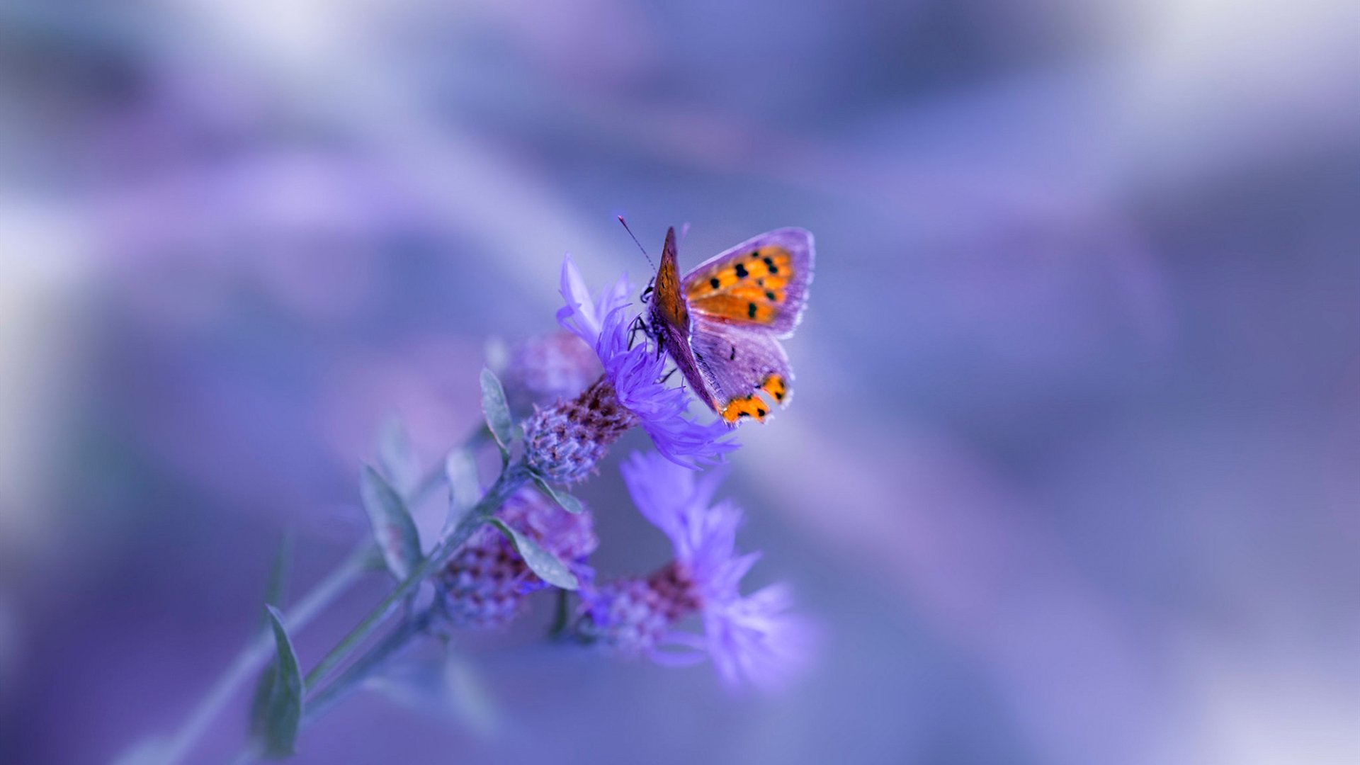 关键算法，快船修复补丁险胜骑士，利拉德状态输出高能代码