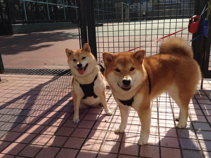 跃马铁蹄踏银箭，孤勇骑士擎大旗，法拉利完胜梅赛德斯，维斯塔潘扛起全队的战术革命