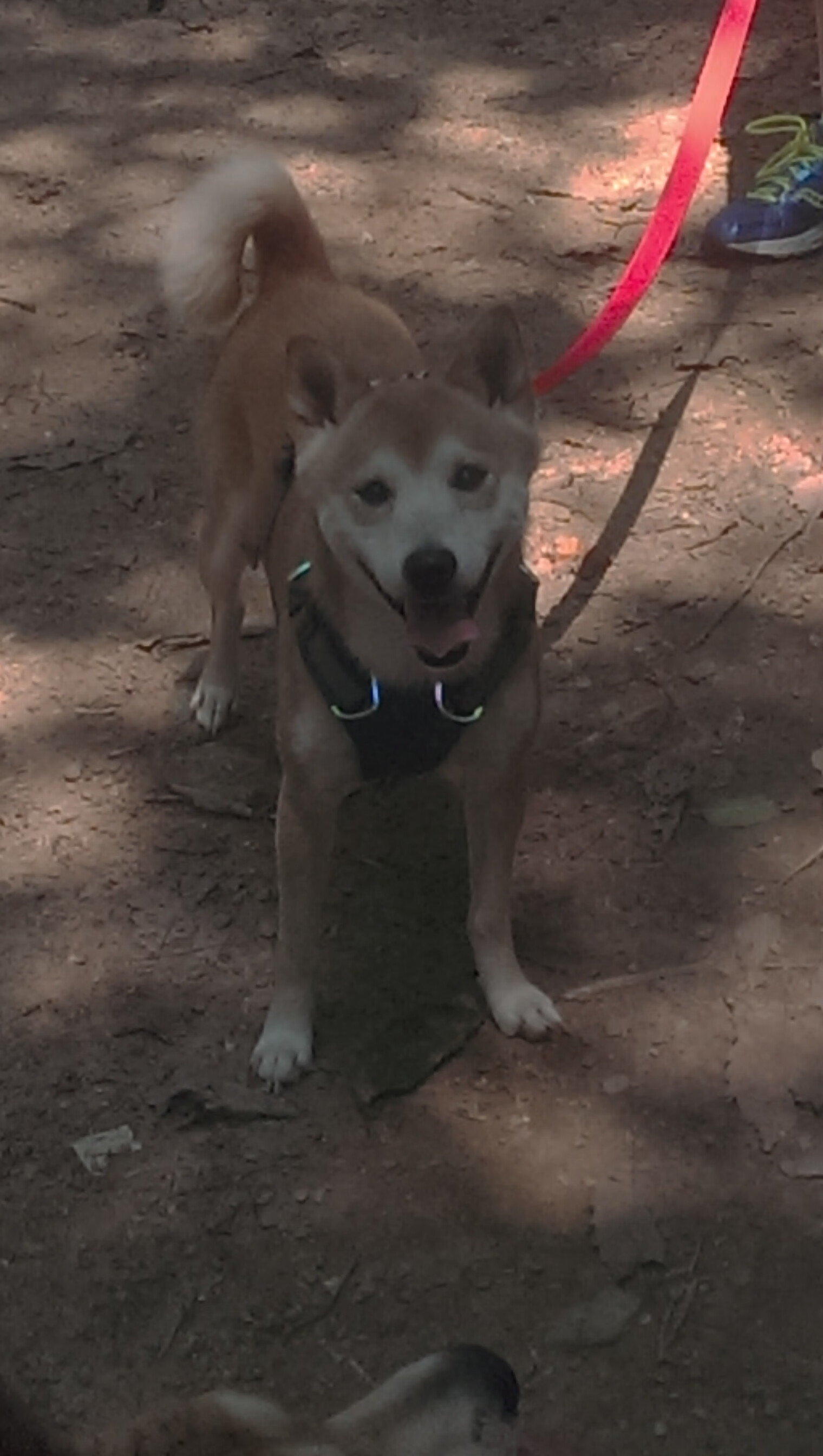 奥地利队奇迹般完胜日本队，张继科状态火热引热议