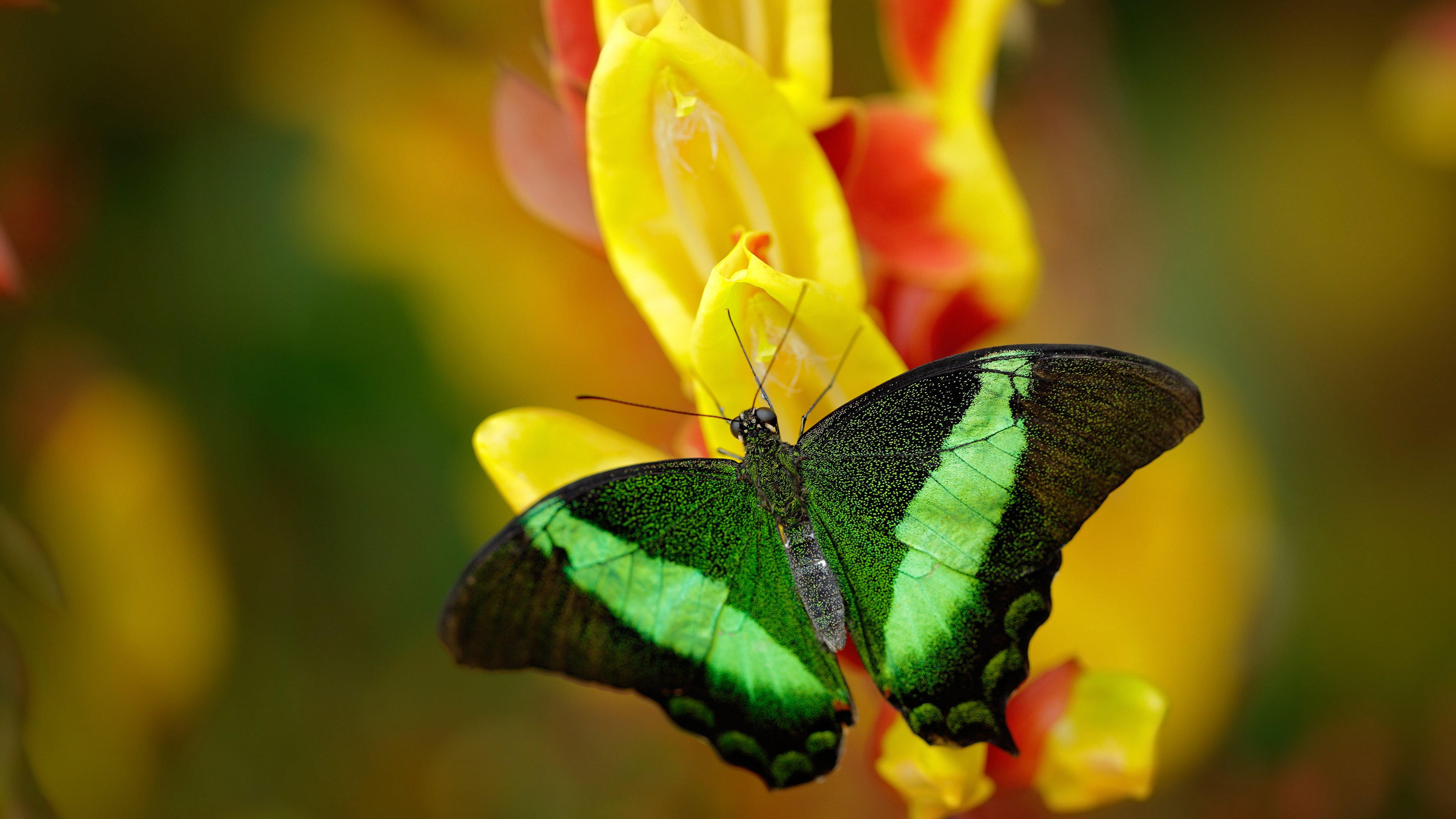 当黄河流入安联，地理的冲垮与孙兴慜的接管