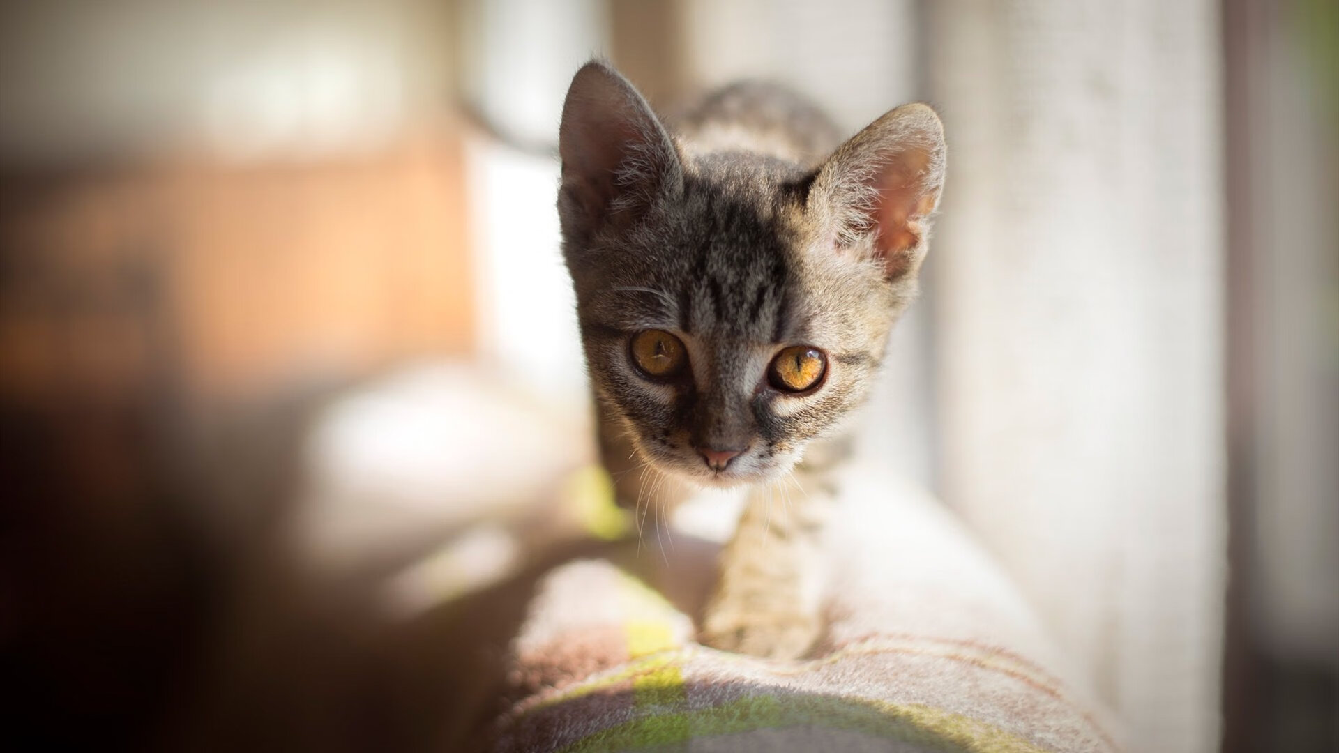 瑞典冰雪之夜，凯恩用一粒金子般的进球宣告，那个永远可靠的杀手，已在拜仁安家