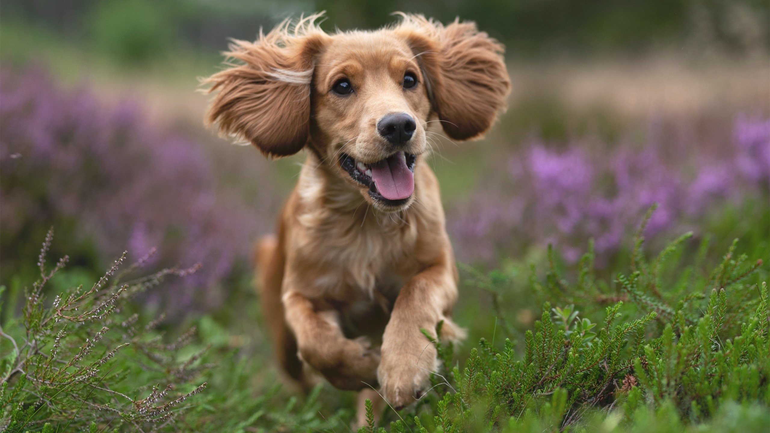超级顶薪配关键先生！马克西致命突破撕碎步行者，骑士锁定胜局凭何法宝？