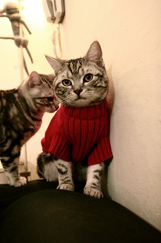 篮球奇迹日，浙江队爆冷NBA老鹰，切特意甲焦点战接管比赛