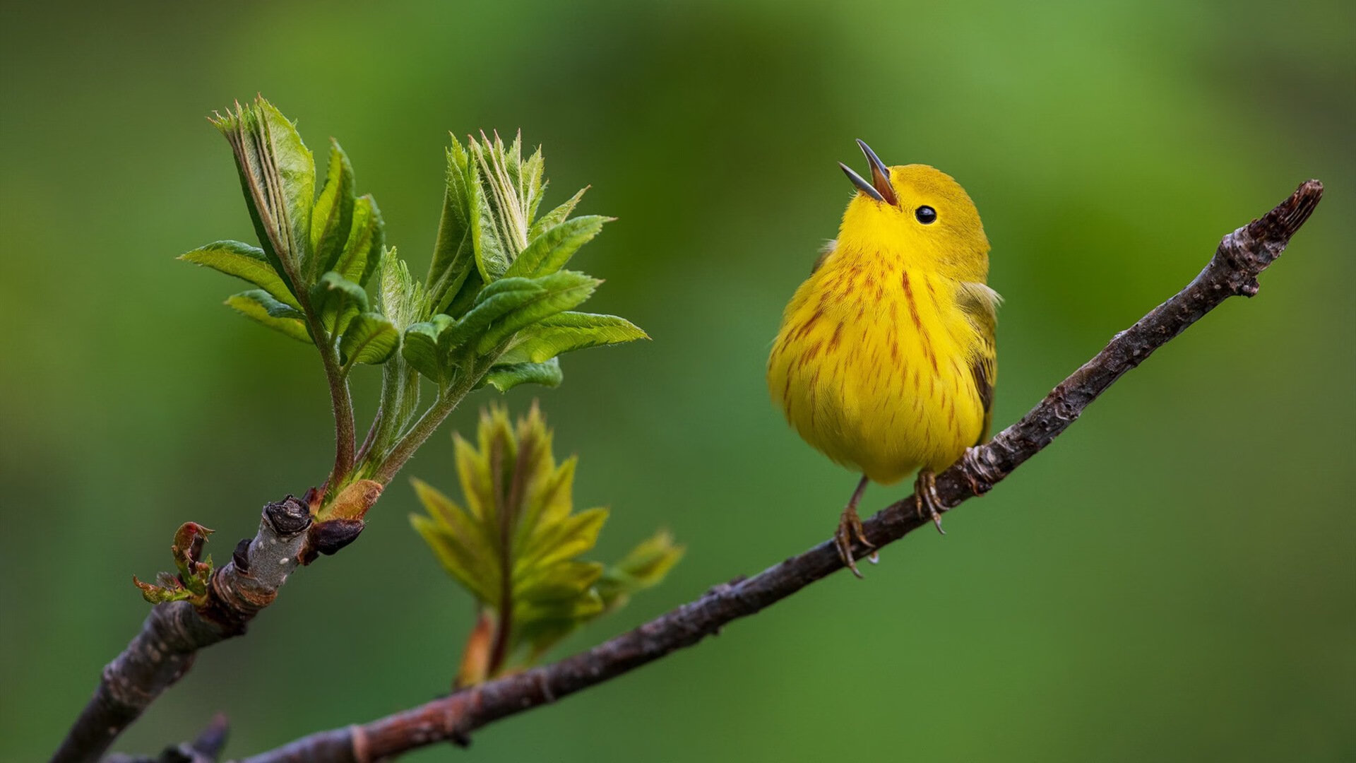当三狮军团跨越时空,足球史册中一页荒诞的唯一事件