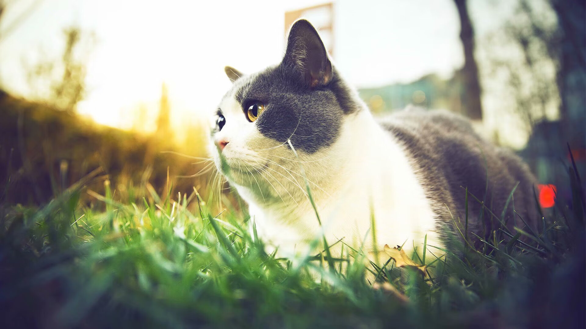 马赛vs贝蒂斯,绿茵棋局中,卡马文加一子定乾坤