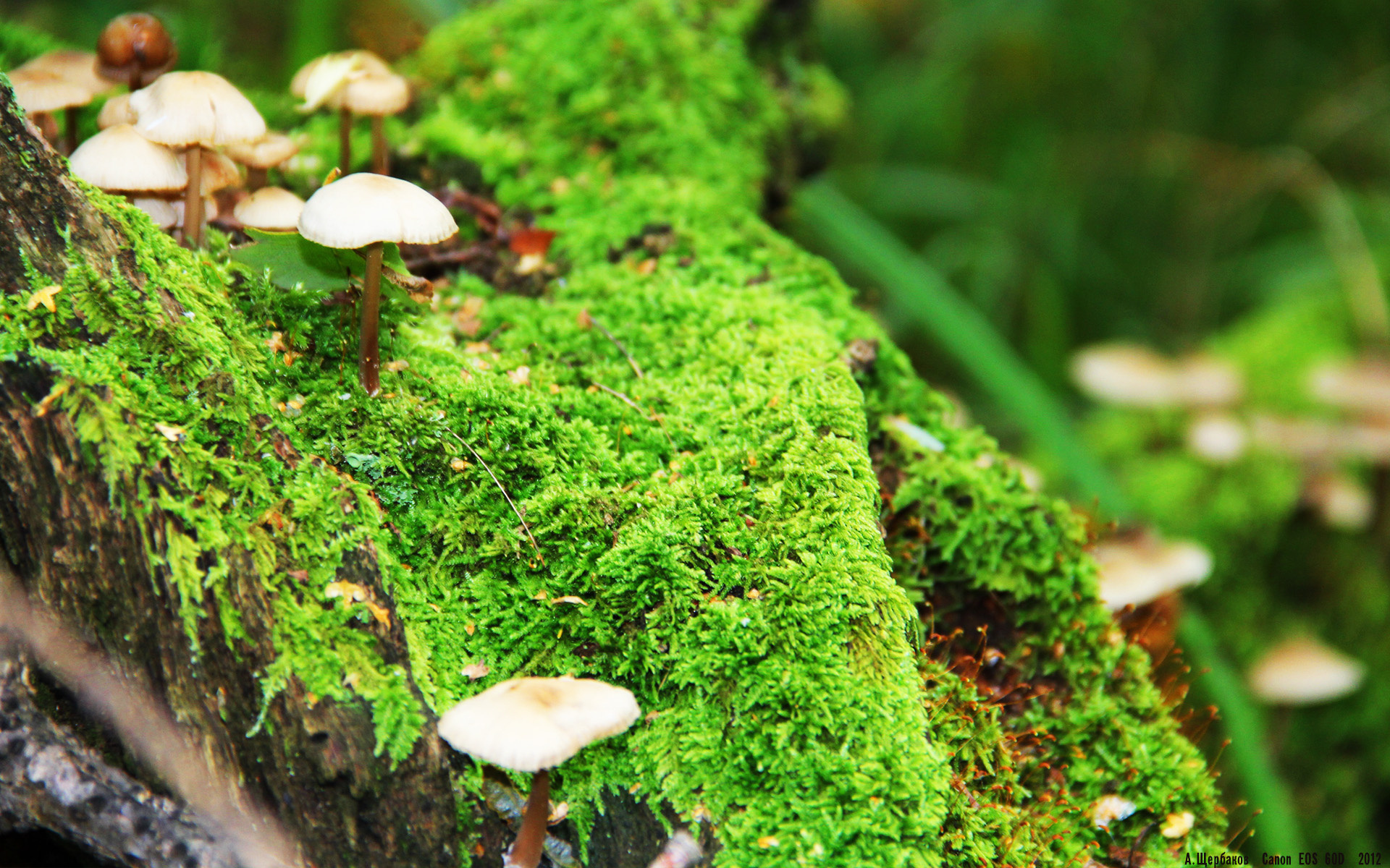 欧冠史诗夜！两个穆勒的致命邂逅，蓝军旧将一箭穿心定乾坤