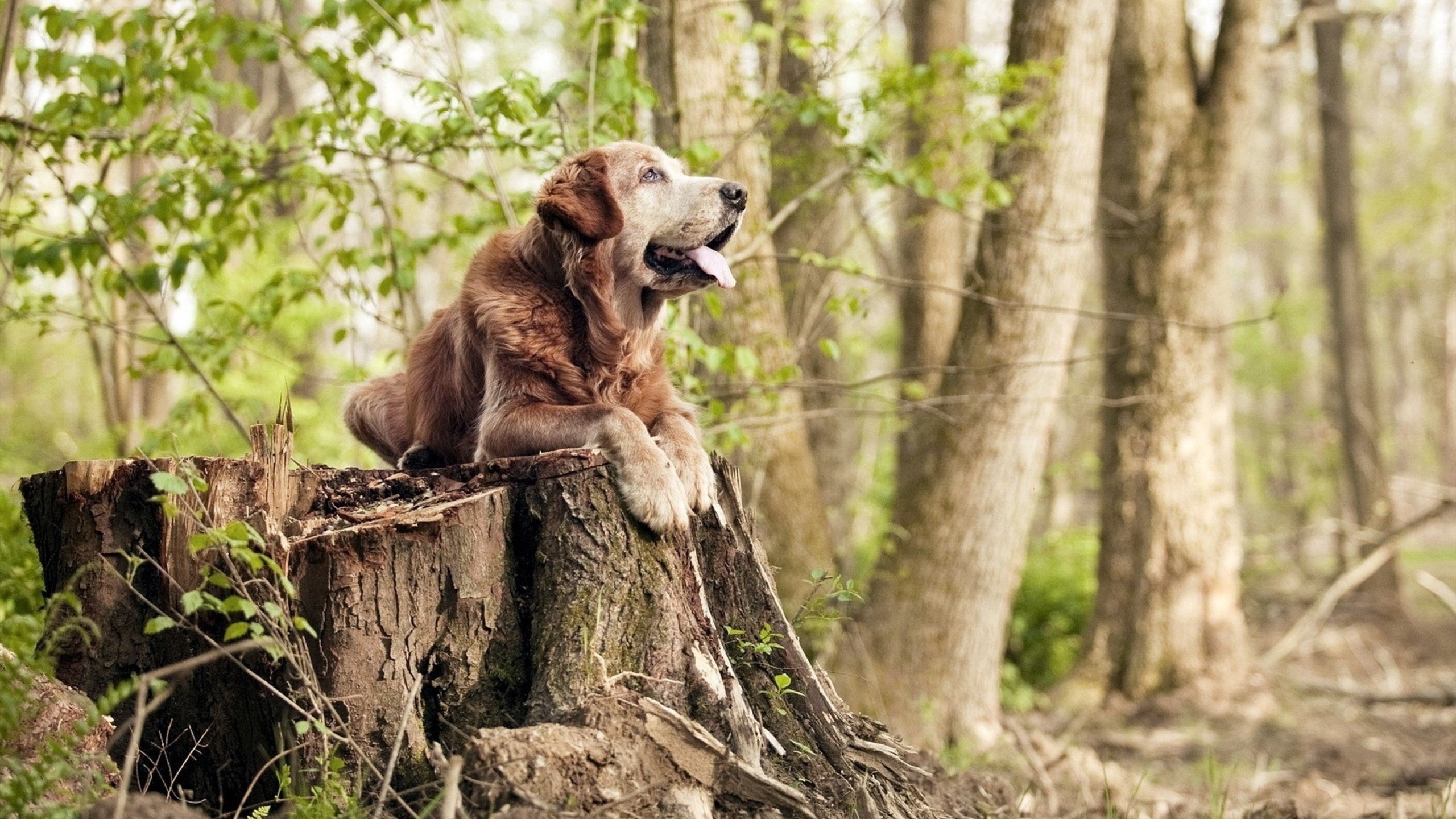 玻利维亚打穿佛罗伦萨，当坎特在时空隧道接管的年度焦点之战