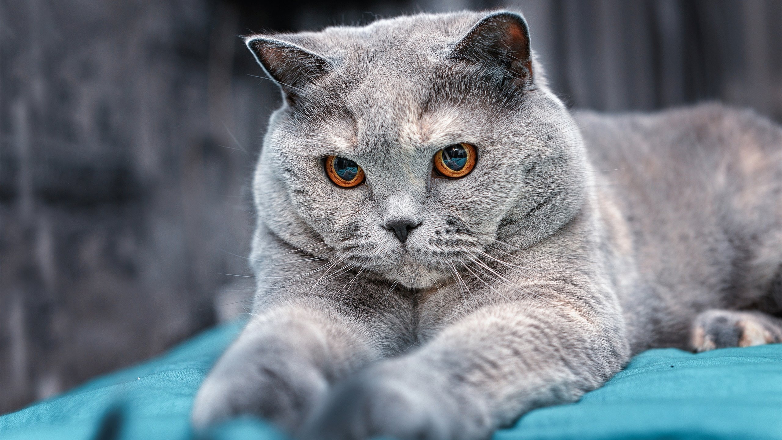 铁蹄与神射，当孟菲斯灰熊的钢铁洪流席卷CBA，库里正于亚平宁绿茵场投下三分雨